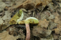 Xerocomellus chrysenteron