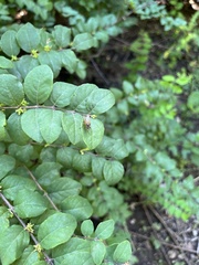 Diptera