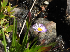 Toxomerus occidentalis