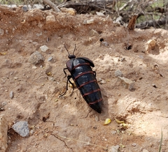 Megetra