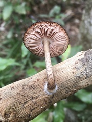 Pluteus perroseus