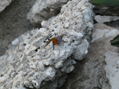 Gonatodes albogularis notatus