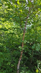Betula cordifolia