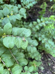 Diptera