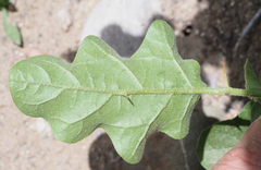 Solanum houstonii