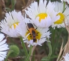 Chauliognathus basalis