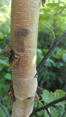 Betula cordifolia