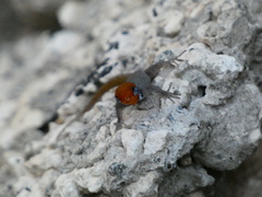 Gonatodes albogularis notatus