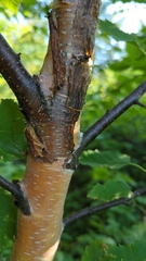Betula cordifolia