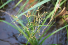 Rhynchospora corniculata