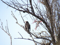Turdus chiguanco