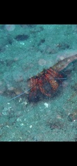Dardanus megistos