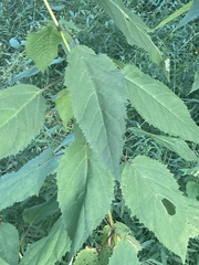 Scrophularia marilandica