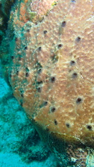 Ircinia felix