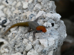 Gonatodes albogularis notatus