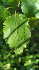 Betula cordifolia