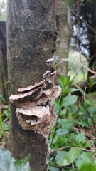 Trametes villosa