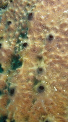 Ircinia felix