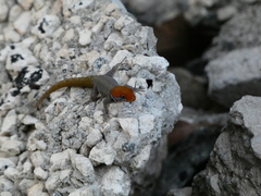 Gonatodes albogularis notatus