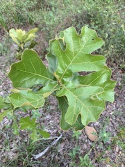 Quercus marilandica
