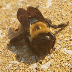 Xylocopa virginica