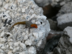 Gonatodes albogularis notatus