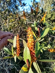 Colliguaja odorifera