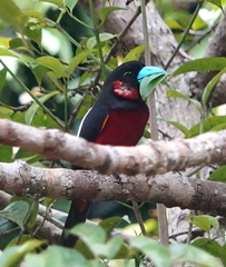 Cymbirhynchus macrorhynchos