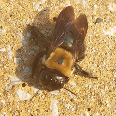 Xylocopa virginica