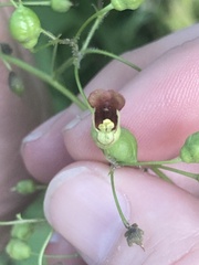 Scrophularia marilandica