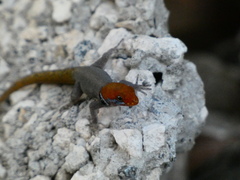 Gonatodes albogularis notatus