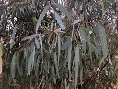 Eucalyptus sideroxylon