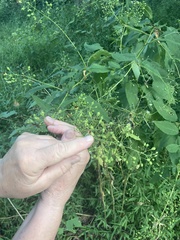 Scrophularia marilandica