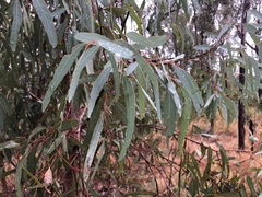 Eucalyptus sideroxylon