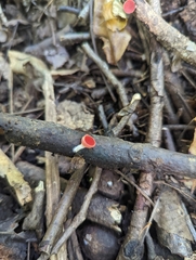 Sarcoscypha occidentalis