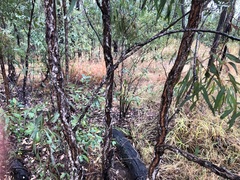Eucalyptus sideroxylon