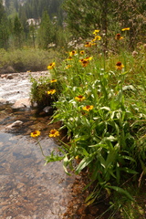 Helenium bigelovii