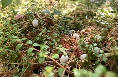 Gaultheria hispidula