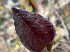 Tipularia discolor