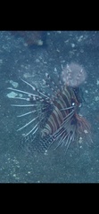 Pterois