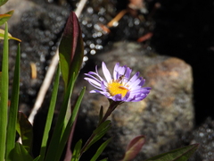 Toxomerus occidentalis