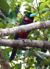 Cymbirhynchus macrorhynchos