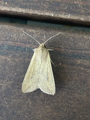 Mythimna