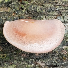 Rhodotus palmatus