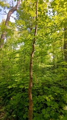 Betula alleghaniensis