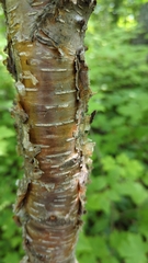 Betula alleghaniensis