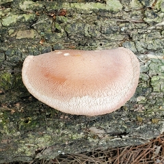 Rhodotus palmatus