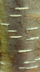Betula alleghaniensis
