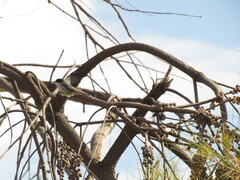 Microspingus melanoleucus