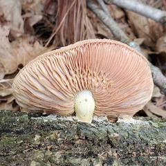 Rhodotus palmatus